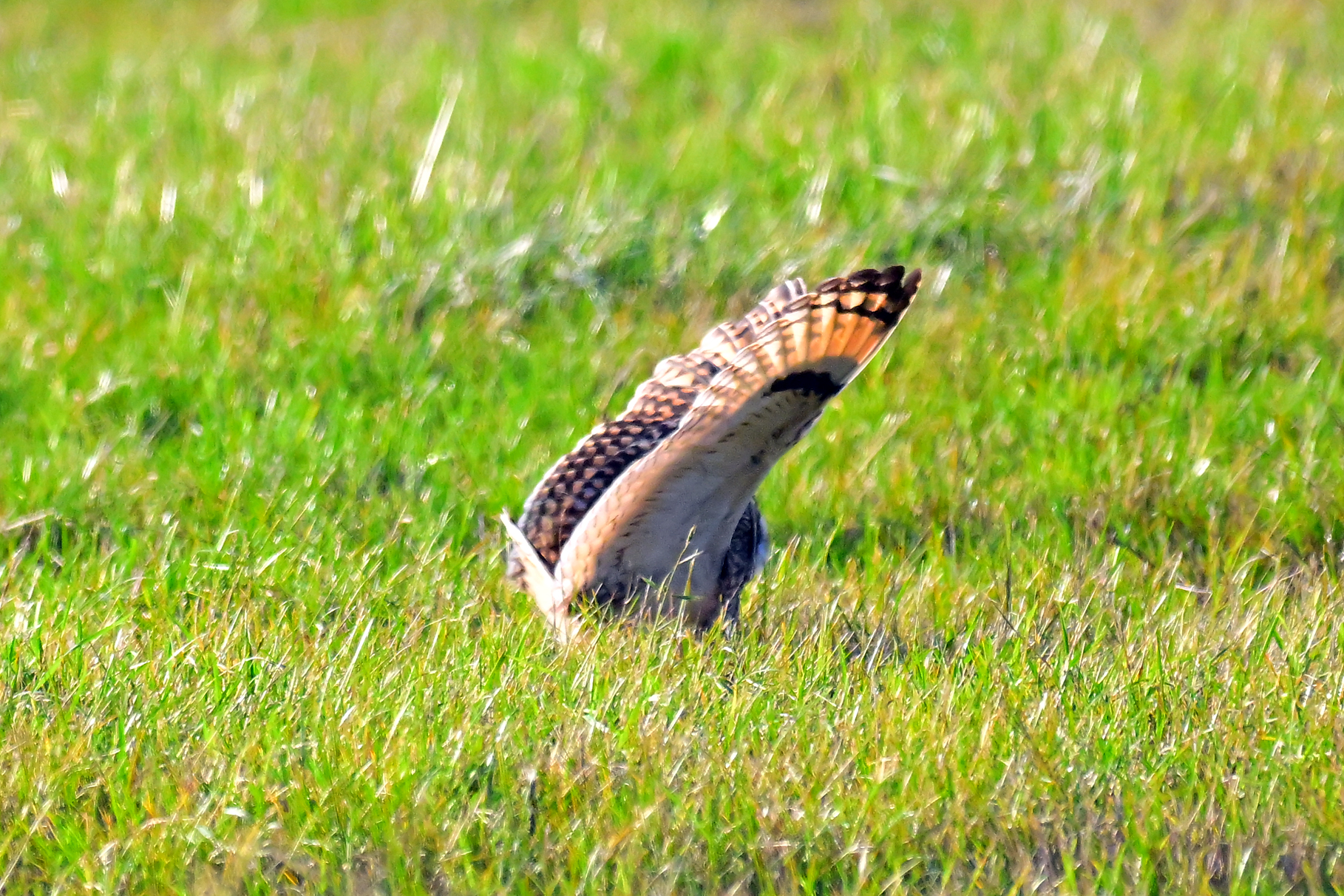 Short-eared Owl